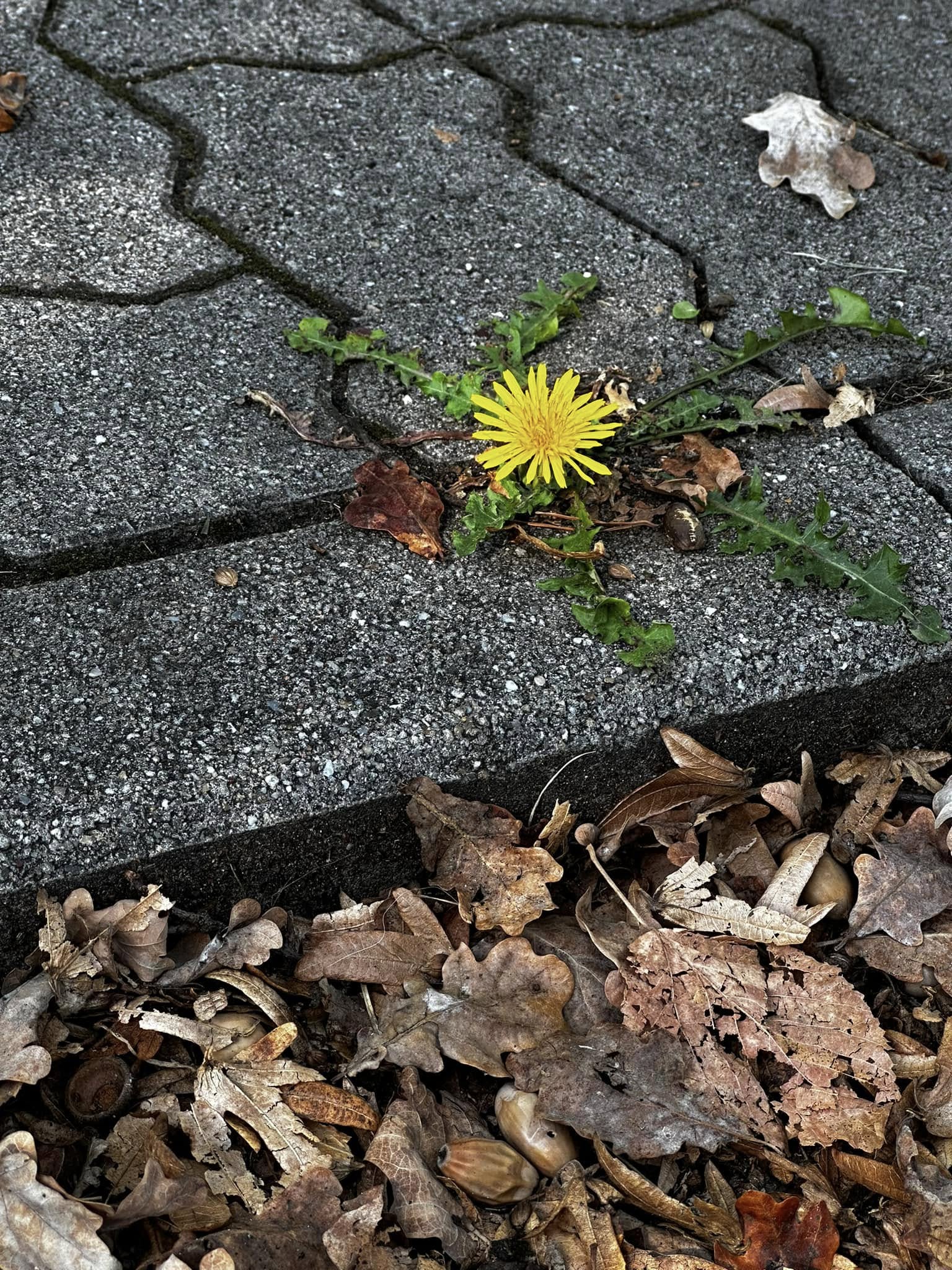 Blooming in Paul Revere Village  (shared by Gayle Buzzell)