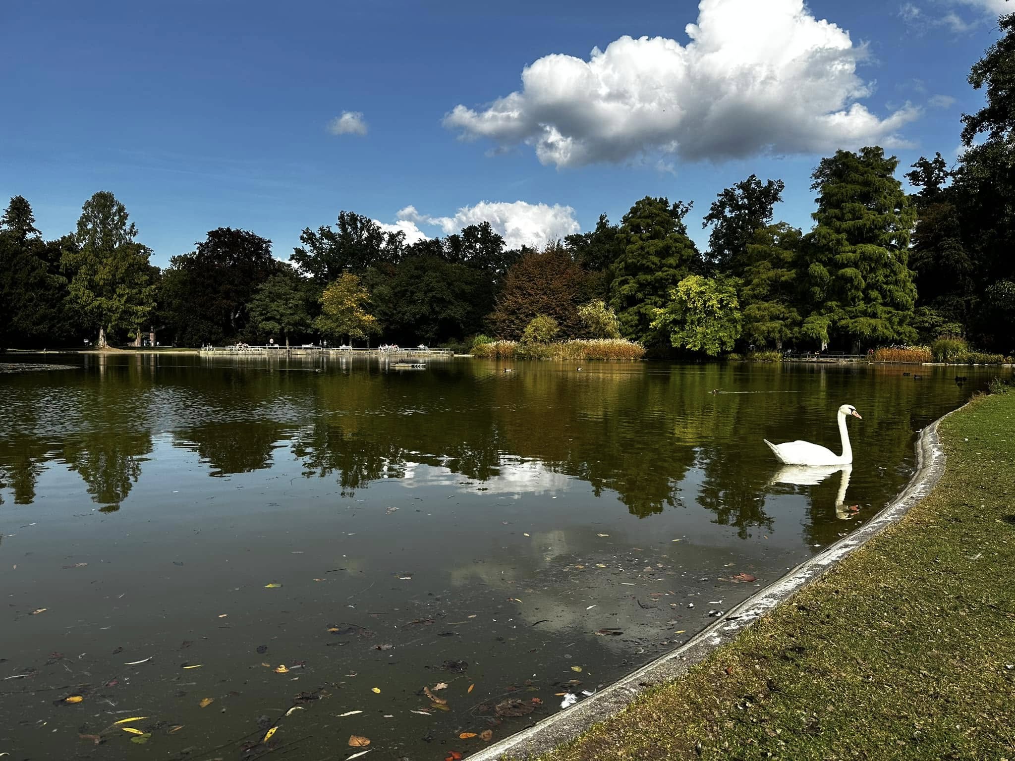Love the swan in the Schlossgarten  (shared by Gayle Buzzell)